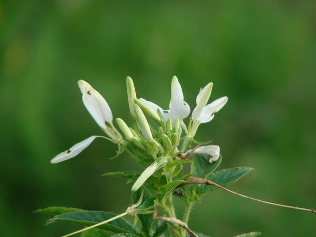 cleome bijela
